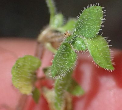 Crassula peculiaris, photographed by Nicola van Berkel