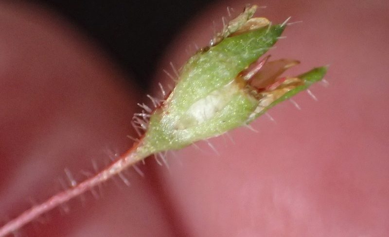 Crassula peculiaris, photographed by Nicola van Berkel