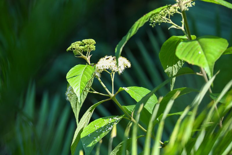 Callicarpa acuminata, photographed by Trevor Van Loon
