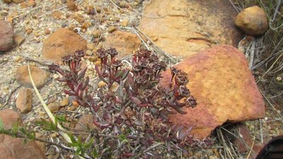 Lampranthus glomeratus, photographed by James Deacon