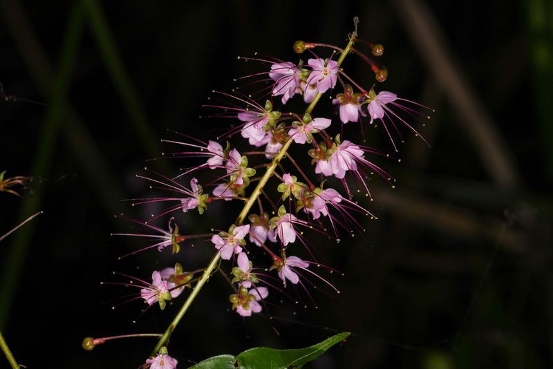 Hirtella racemosa, photographed by Trevor Van Loon