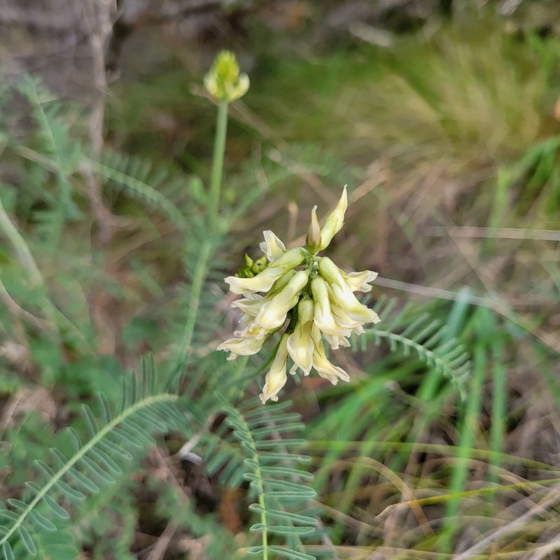 Astragalus curtipes, photographed by Dan Horowitz