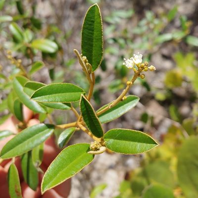 Croton discolor, photographed by Kurt Miller