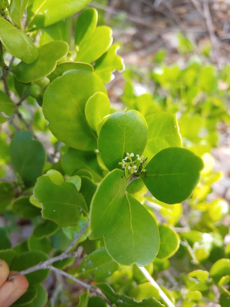 Gyminda latifolia, photographed by Kurt Miller