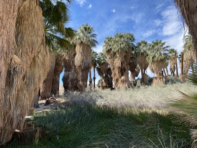 Washingtonia filifera, photographed by Kristy Morley
