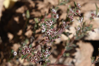 Euphorbia capitellata, photographed by Mike Ostrowski