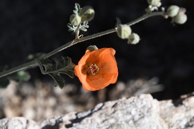 Sphaeralcea laxa, photographed by Mike Ostrowski