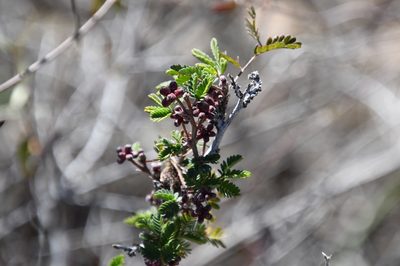 Calliandra eriophylla, photographed by Mike Ostrowski