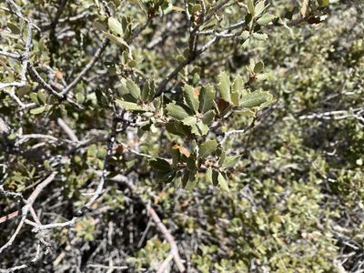 Quercus cornelius-mulleri, photographed by Kristy Morley