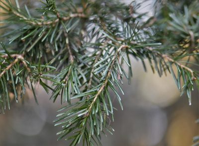 Abies lasiocarpa, photographed by Eric Lamb