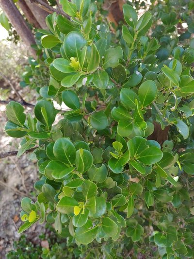 Gyminda latifolia, photographed by Kurt Miller