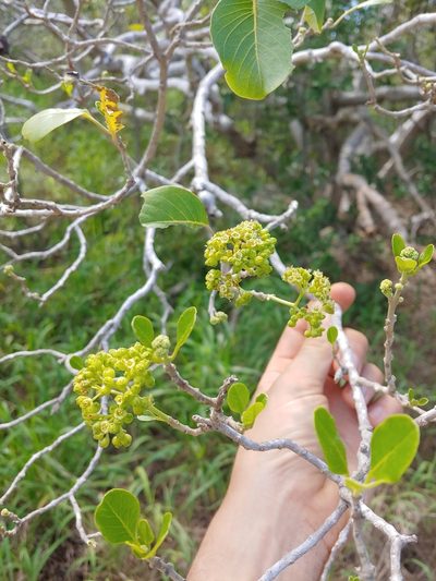 Pisonia albida, photographed by Kurt Miller