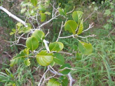 Pisonia albida, photographed by Kurt Miller