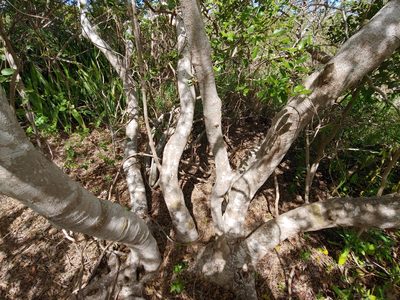 Pisonia albida, photographed by Kurt Miller