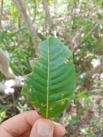 Pisonia albida, photographed by Kurt Miller