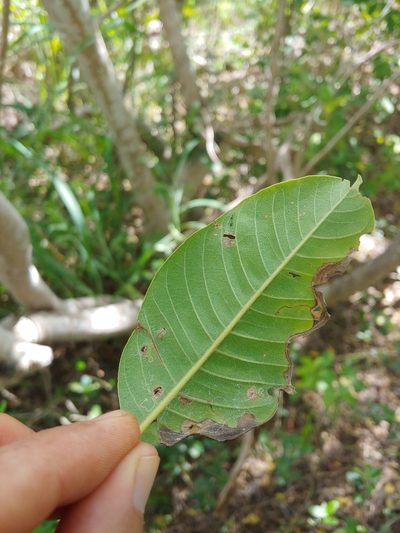 Pisonia albida, photographed by Kurt Miller