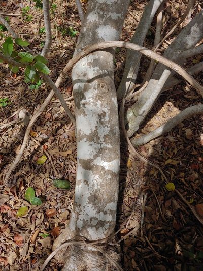 Pisonia albida, photographed by Kurt Miller
