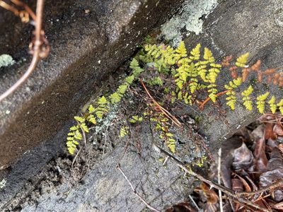 Myriopteris lanosa, photographed by Brandon Wheeler