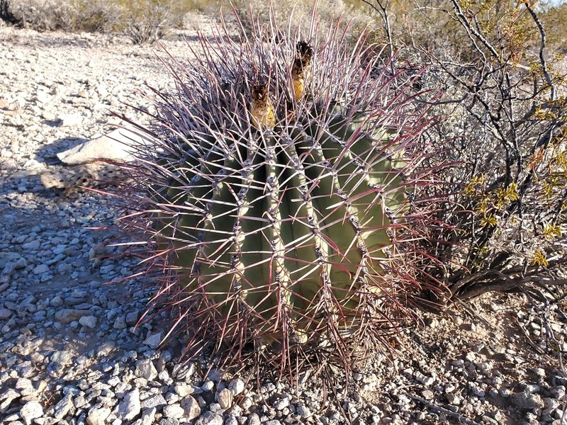 Ferocactus emoryi, photographed by Craig Martin