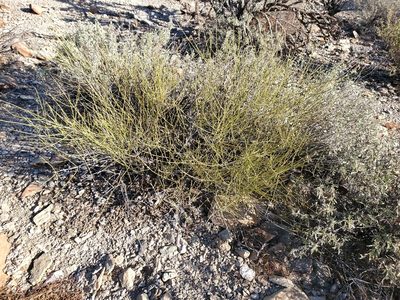 Ephedra aspera, photographed by Craig Martin