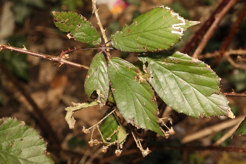 Rubus lindleyanus, photographed by Stephen James McWilliam