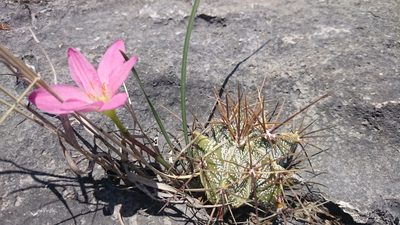 Astrophytum ornatum, photographed by Sandino Guerrero