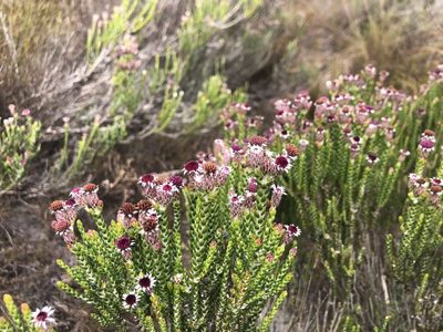 Lachnospermum imbricatum, photographed by Charleen Brunke
