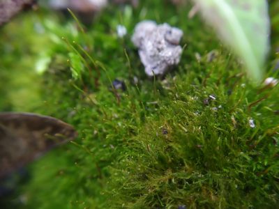 Amblystegium serpens, photographed by carnifex