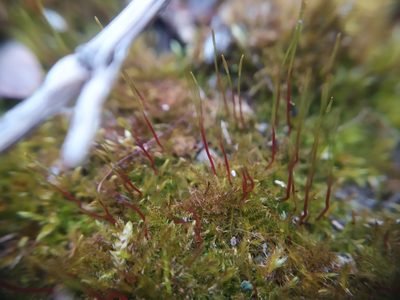 Amblystegium serpens, photographed by carnifex