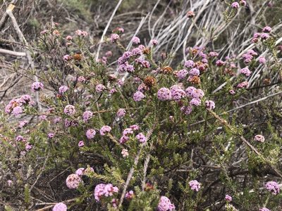Stoebe capitata, photographed by Charleen Brunke