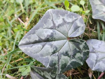 Cyclamen hederifolium, photographed by Stuart Fraser