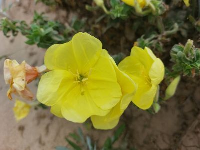 Oenothera drummondii, photographed by Manuel R Popp