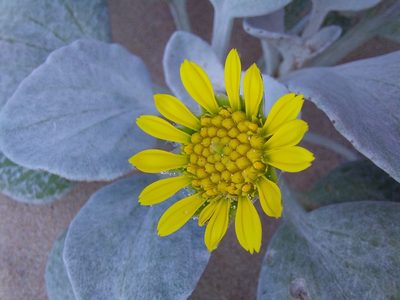 Arctotheca populifolia, photographed by Manuel R Popp