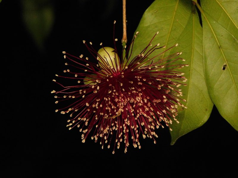 Syzygium laetum, photographed by Rama Narayanan