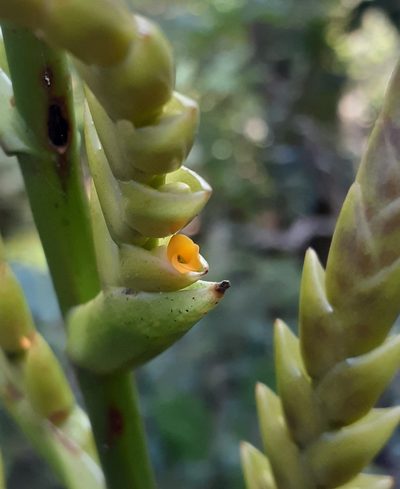 Racinaea rothschuhiana, photographed by Sobeida Morales