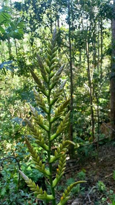 Racinaea rothschuhiana, photographed by Sobeida Morales