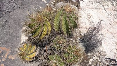 Astrophytum ornatum, photographed by Sandino Guerrero