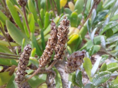 Plantago carnosa, photographed by Manuel R Popp