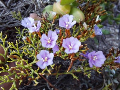 Limonium scabrum, photographed by Manuel R Popp