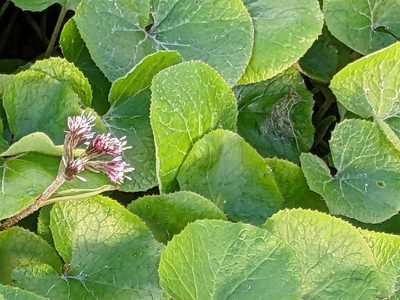 Petasites pyrenaicus, photographed by Piermario Maculan