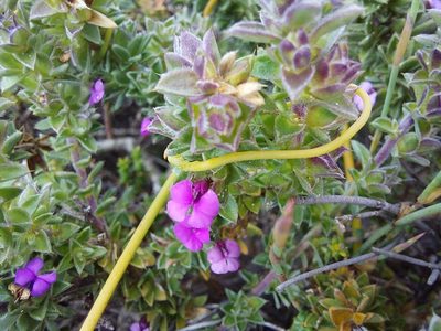 Muraltia squarrosa, photographed by Manuel R Popp