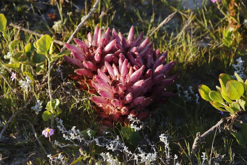 Hyobanche rubra, photographed by Tony Rebelo