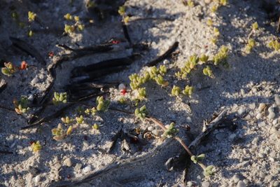 Drosanthemum candens, photographed by Tony Rebelo