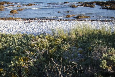 Thinopyrum distichum, photographed by Tony Rebelo