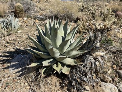 Agave deserti, photographed by Henrik Kibak