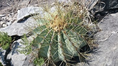 Ferocactus glaucescens, photographed by Sandino Guerrero