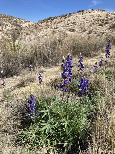 Lupinus havardii, photographed by Annie Evankow