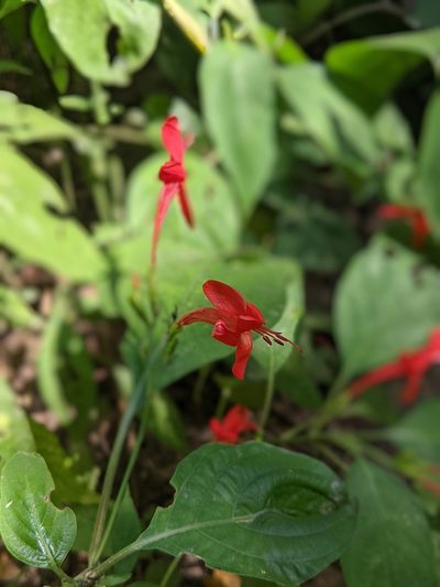 Ruellia macrophylla, photographed by Luke Lythgoe