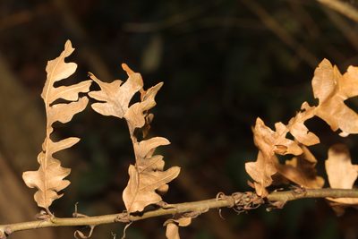 Quercus cerris, photographed by Stephen James McWilliam