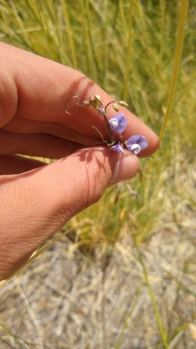 Vicia magellanica, photographed by Ezequiel Racker